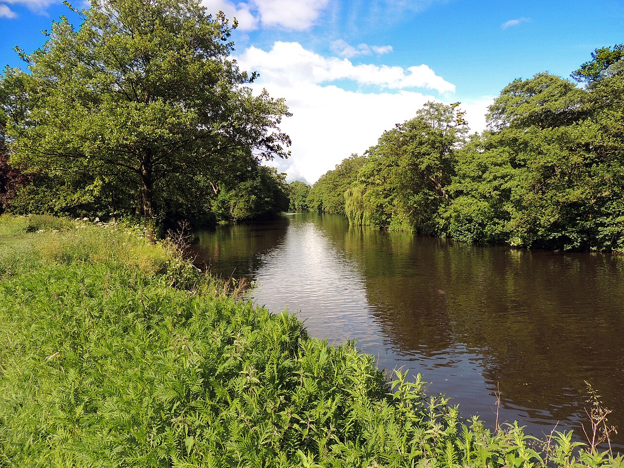 The leafy River Derwent at Darley Park